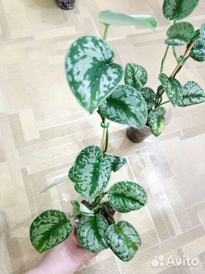 Сциндапсус пиктус треби