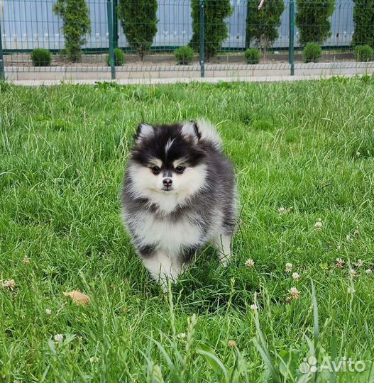 Помски мини хаски