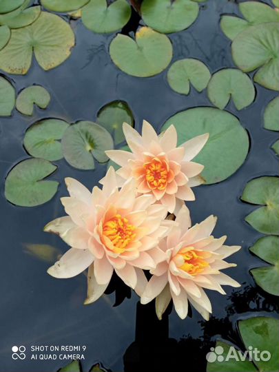 Водяные Лилии, Кувшинки, Нимфеи