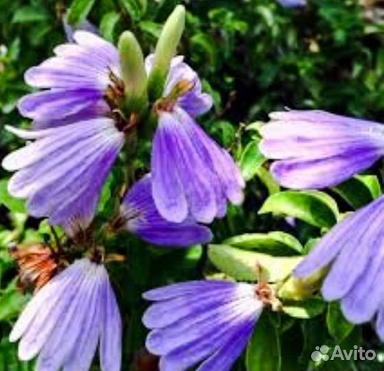 Церопегия, аспарагус, хлорофитум ор, склерохитон