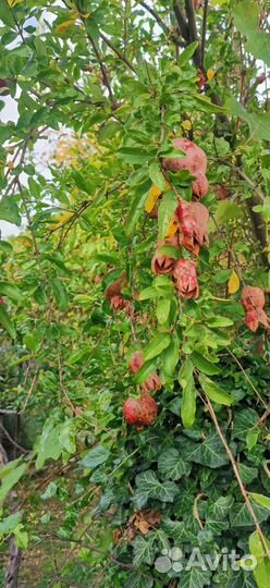 Самый насыщенный тур по осенней Абхазии