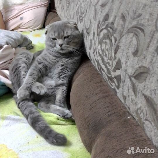 Шотландский вислоухий кот