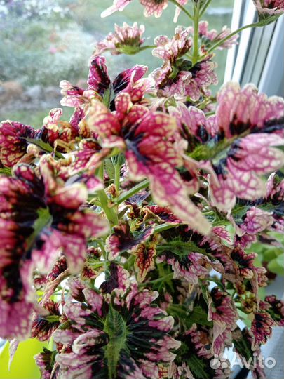 Колеусы вегетативные