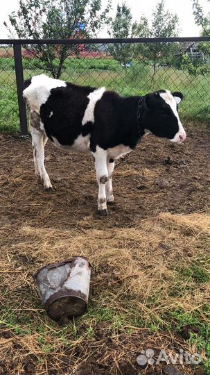 Продам Бычков телочек разной породы