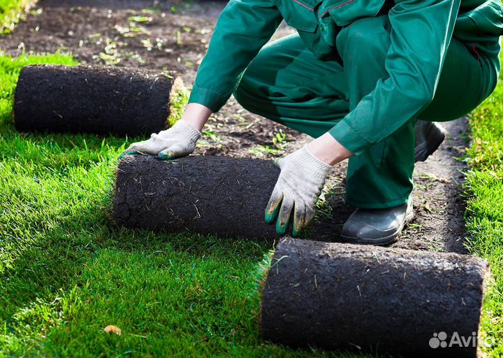 Рулонный газон. Озеленение участка