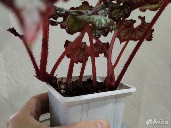 Бегонии сортовые