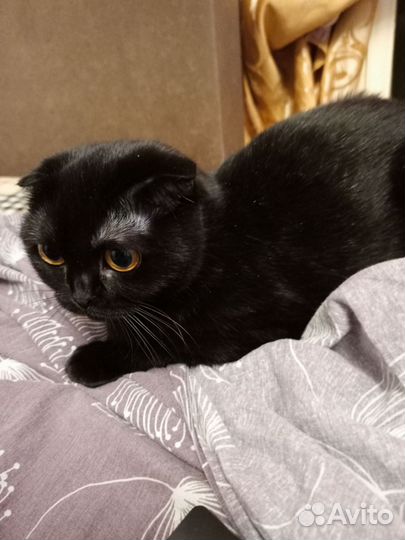 Вислоухая кошка