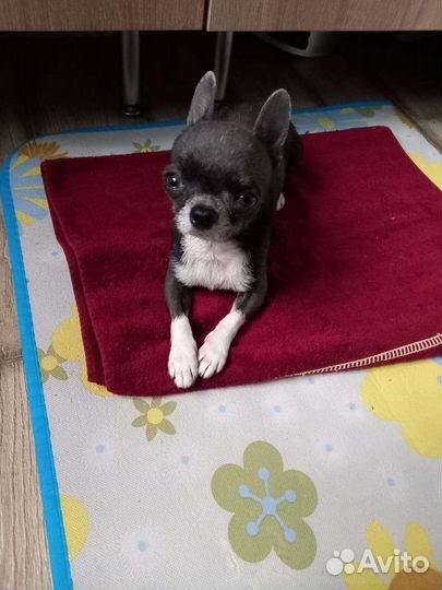 Чихуахуа супер мини