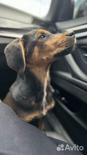 Щенок метис с доберманом