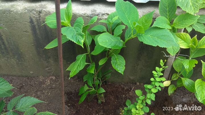 Крупнолистная гортензия Бесконечное лето