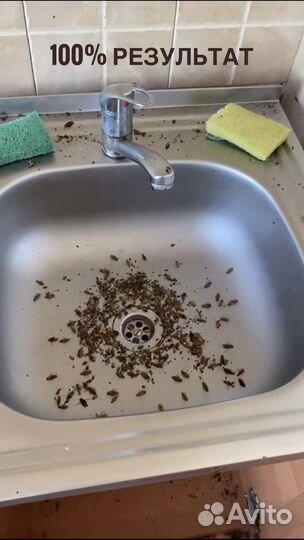 Уничтожение тараканов, клопов, блох. Дезинфекция