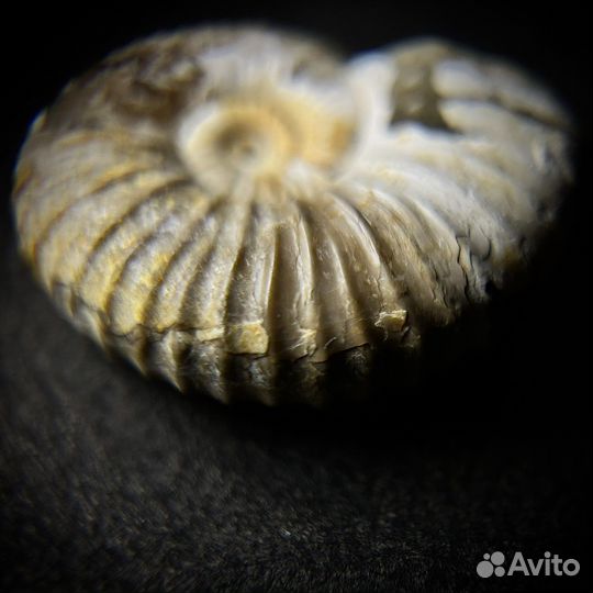 Набор аммонитов окаменелость ископаемое