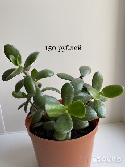 Герань,рэо, колеус