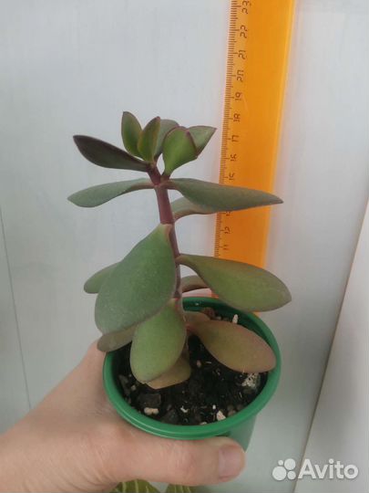 Денежное дерево (толстянка)