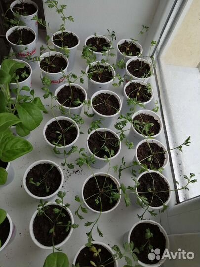 Рассада турецкая ромашка (Пиретрум Робинсон) смесь