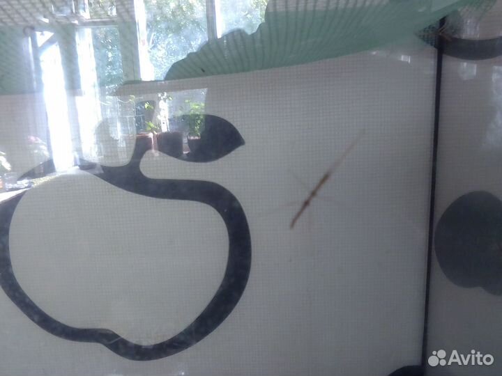 Аквариум 50л + палочники Аннамские