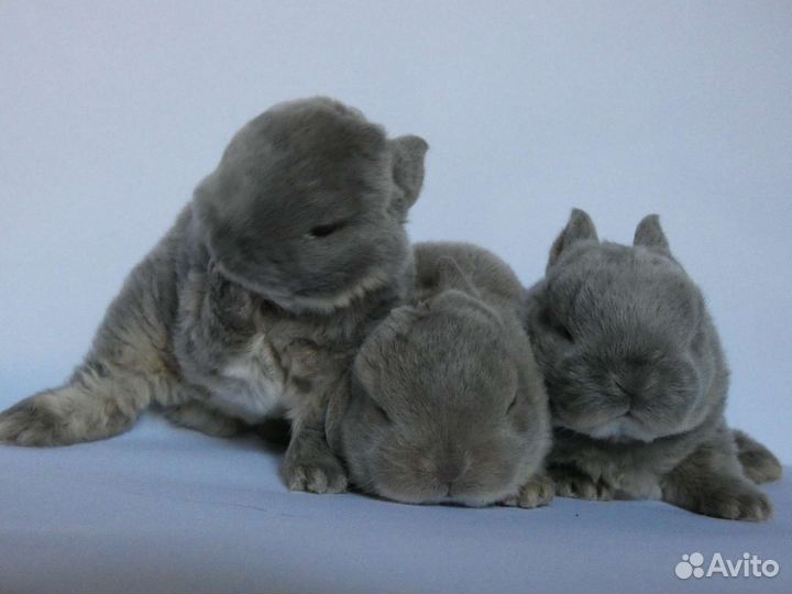 Карликовые кролики породы рекс