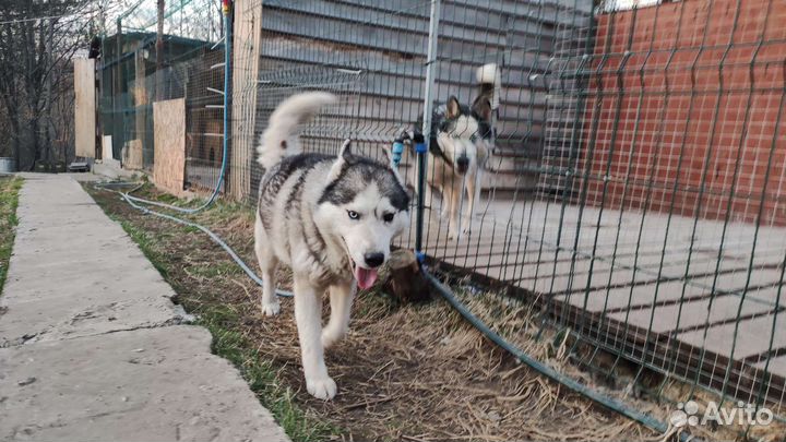 Сибирский хаски