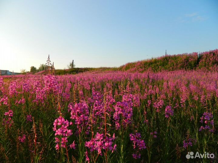 Иван-чай (кипрей) узколистный, семена