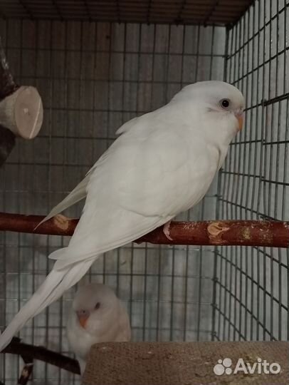 Волнистые попугаи. Альбиносы