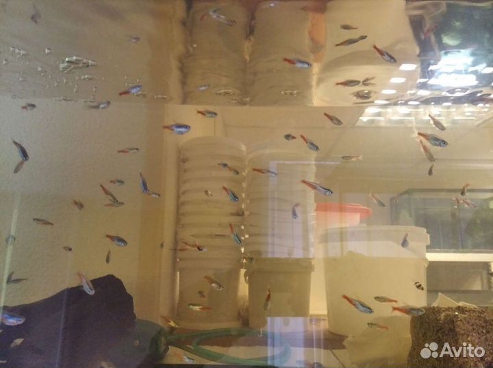 Аквариумные рыбки (своя разводная)