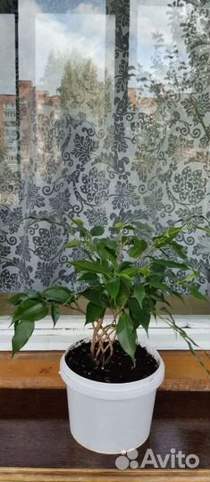 Фикус Бенджамина