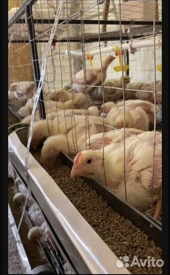 Курица домашняя + домашние яйца