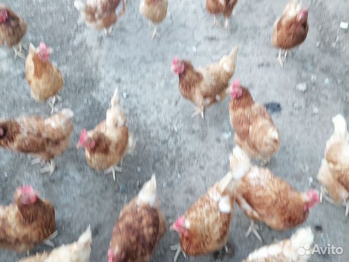Куры несушки продам