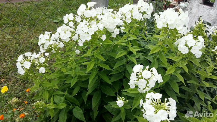 Флоксы белые и энотера, гладиолусы