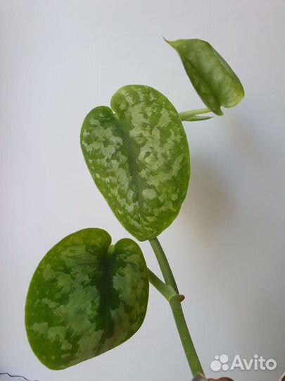 Сциндапсусы, Эпипремнум вайт марбл