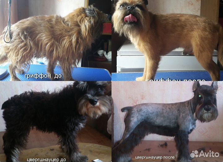 Стрижка животных