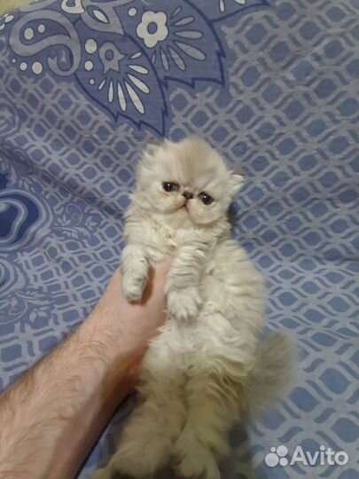 Шикарные персидские малыши