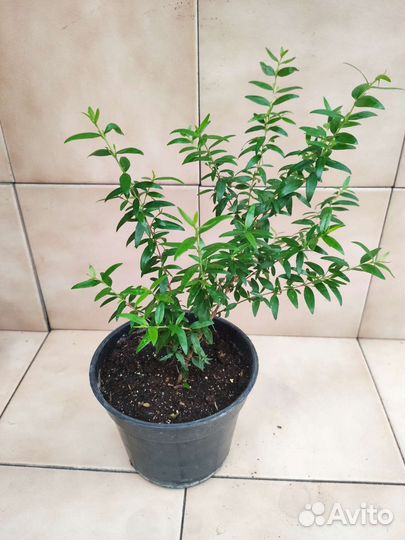 Мирт (Миртовое дерево) + семена мирта 20шт