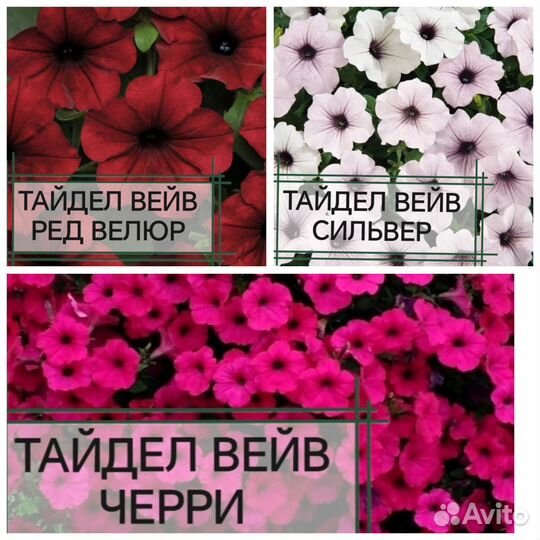 Петуния ампельная