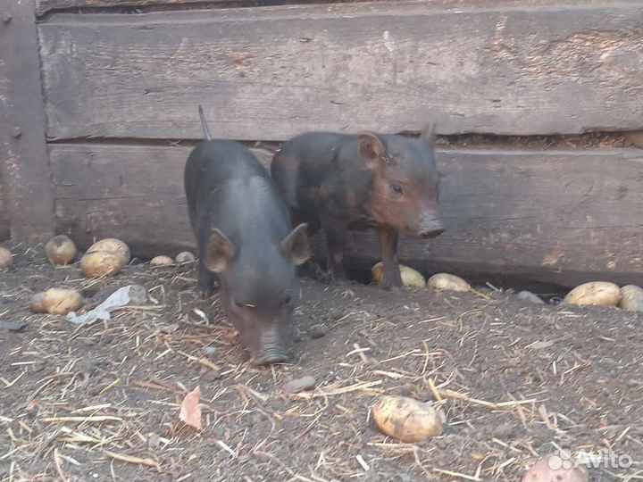 Поросята
