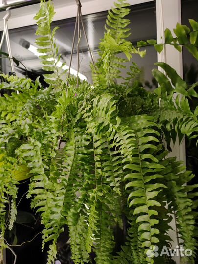 Папоротники (нефролепис) тигр (тайгер) и безымяшка