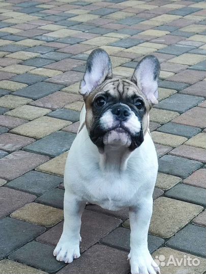 Французский бульдог щенки от чемпиона РКФ