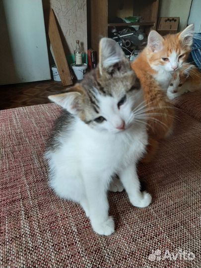 Котики в добрые руки