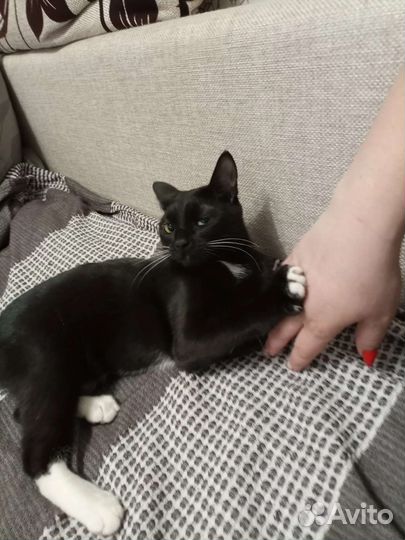 Кошечки на пристрой