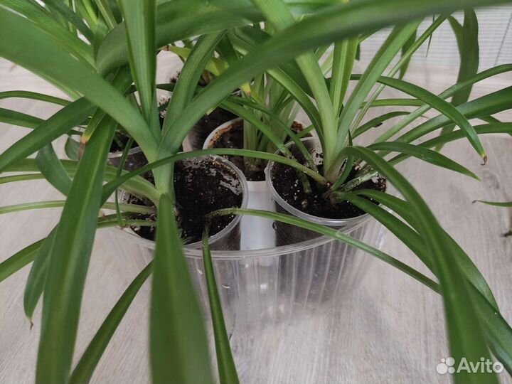 Хлорофитум