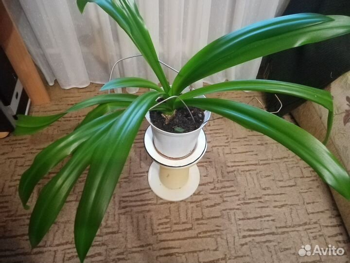 Домашний цветок