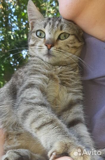 Скромная и нежная кошечка ищет дом