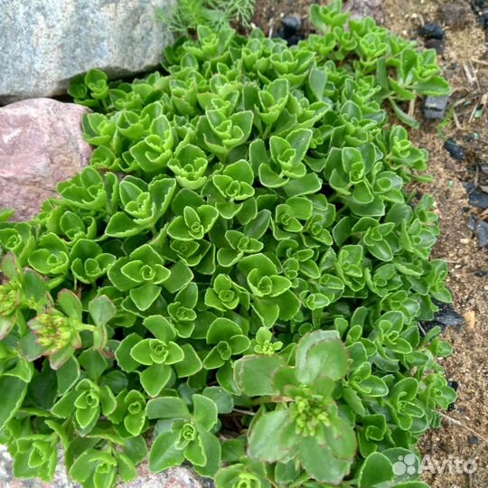 Камнеломка