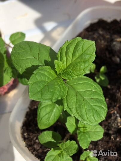 Мята перечная комнатная