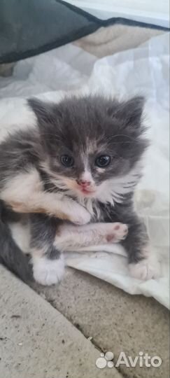 Отдам котенка