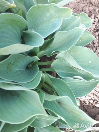 Хоста растение