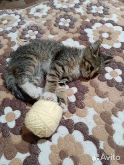 Котёнок мальчик