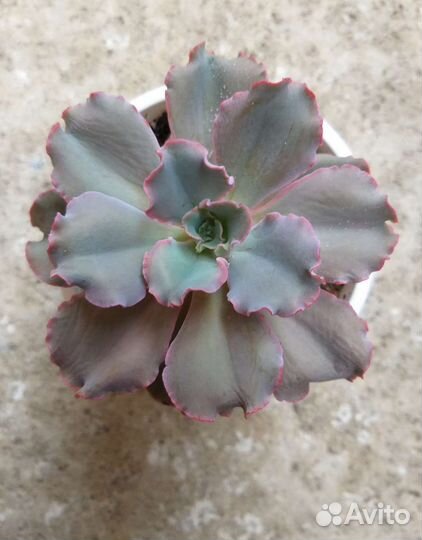 Редкие Суккуленты/ Эхеверия/ Эчеверия