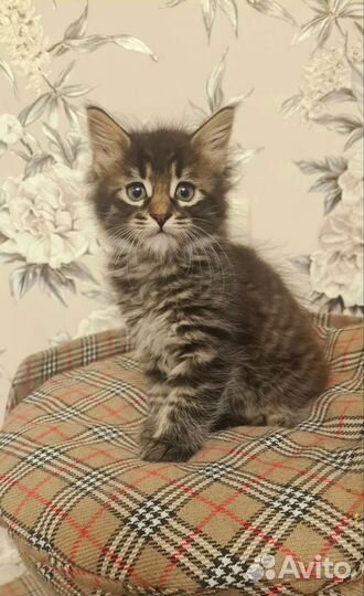 Красивая девочка Мейн-кун