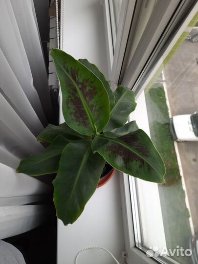 Банан Киевский карлик